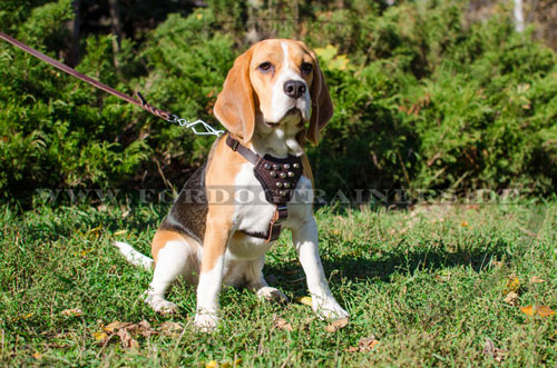 Beagle Geschirr aus Leder günstig kaufen