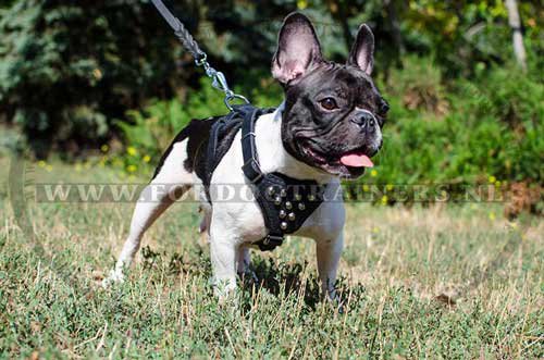 Leather Harness for Bulldogs