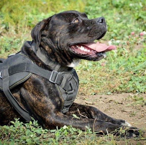 Cane Corso Brustgeschirr wasserdicht