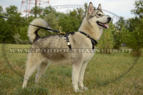 Hundegeschirr fuer Alaskan Malamute