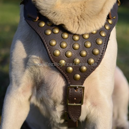 harness for Labrador, studded design dog harness
