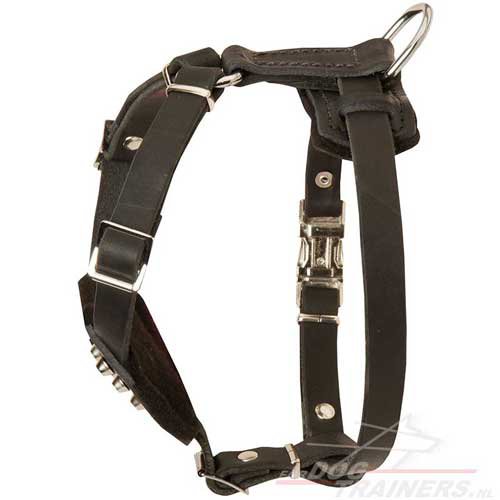 Leather harness for bulldog
