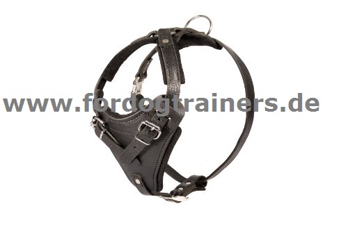 chest harness