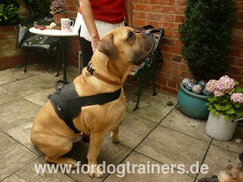 Nylongeschirr für Boerboel Mastiff