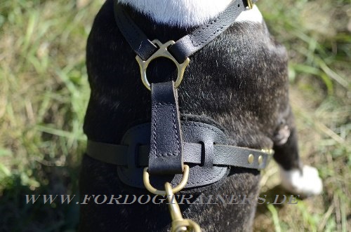 Bull terrier harness with handle