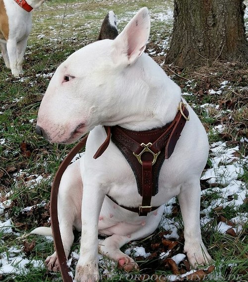 Dog harness of leather for Bullterrier