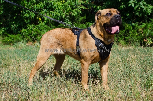 Cane Corso leather harness with felt padding