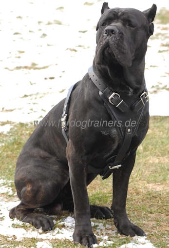 Cane Corso dog harness leather