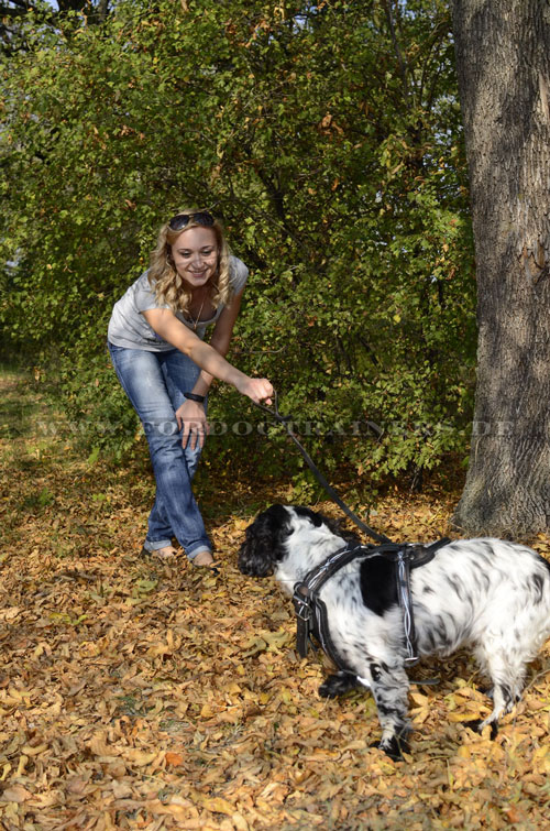 Designer Ledergeschirr für Spaniel