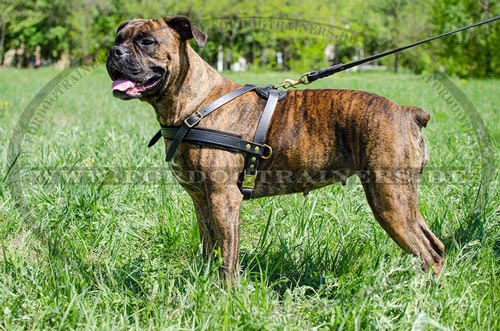 Boxer Geschirr für Hundeaktivitäte