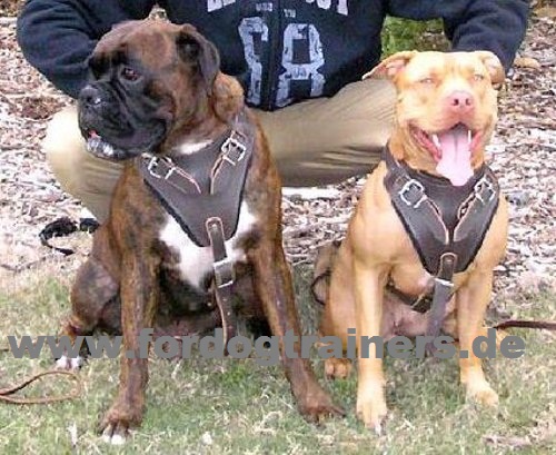 Harness Pitbull