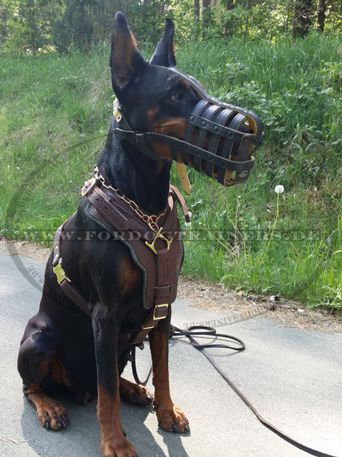 Geschirr
aus Leder für Dobermann