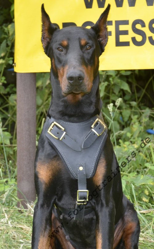 dog leather harness wuth handle and padding for doberman