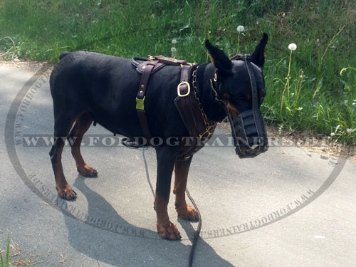 Exklusives Geschirr
aus Leder für Dobermann