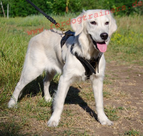 Labrador Fährtengeschirr aus Leder