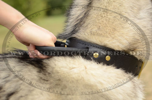 Robustes Halsband für Alaskan Malamute