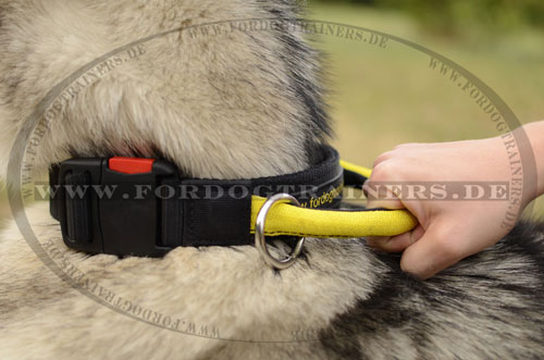 Breites Nylonhalsband für Alaskan
Malamute