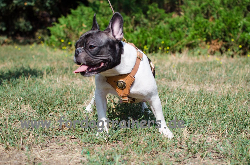 Royal gepolstertes Hundegeschirr für Französische ~ Royal gepolstertes Hundegeschirr für Französische ~ Geschirr Französische Bulldogge