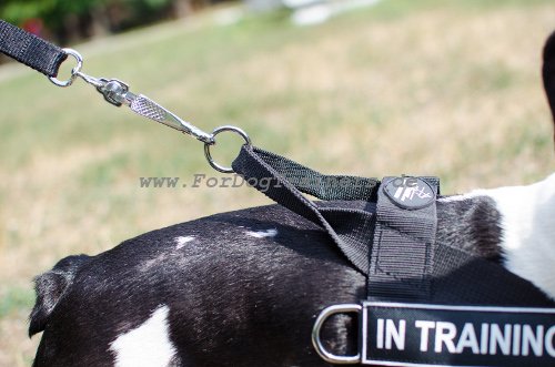 power training harness French bulldog for dog walking