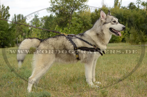 Malamute Geschirr für Zugarbeit mit Hund