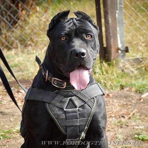 Geschirr mit Brustplatte für Cane Corso