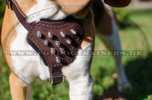 Schickes Geschirr mit Spikes für Beagle