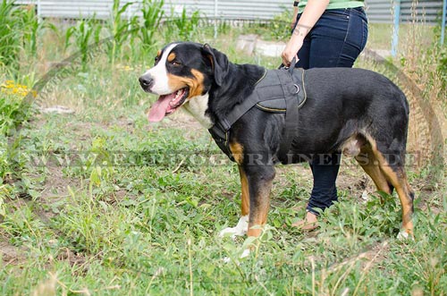 Großer Schweizer Sennenhund Bedarf, Nylon Sattelgeschirr