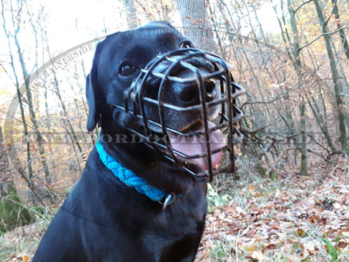 Hunde Maulkorb für Labrador gummiert