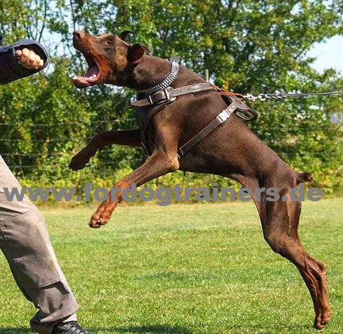 Harness Dobermann