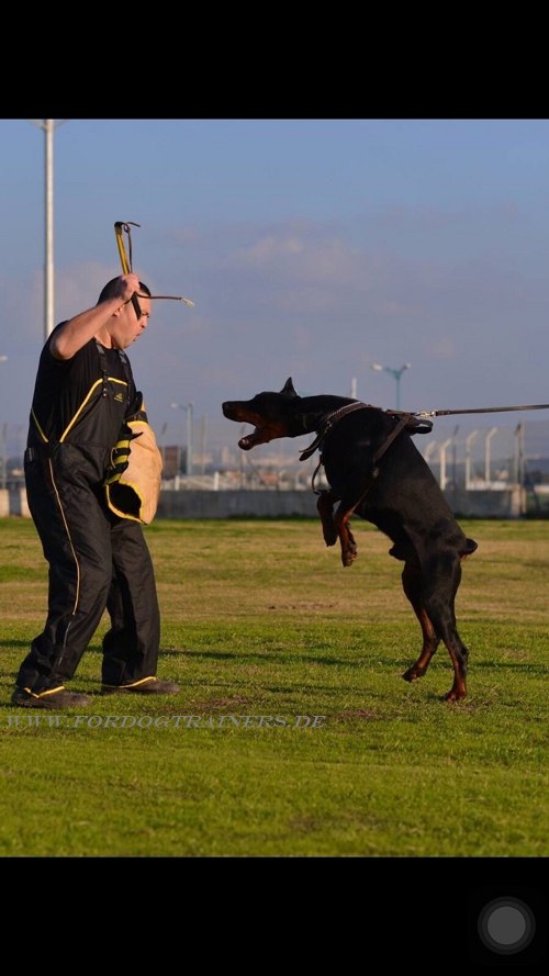 Doberman with super leather harness