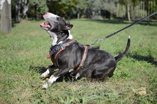 Bemaltes Bullterrier Geschirr