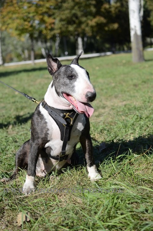 bull terrier harness for sport