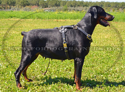 Dobermann Geschirr, praktisch und haltbar