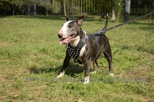 Hundegeschirr für Bullterrier schwarz