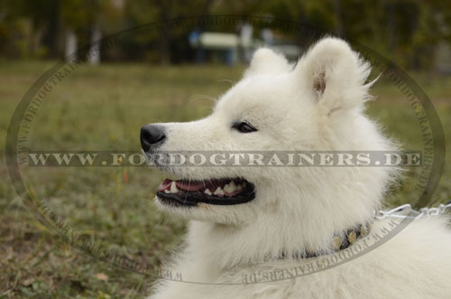 Samojede Halsband Nieten für Spaziergang mit Hund