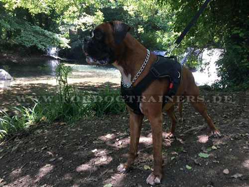 Boxer Hundegeschirr aus gutem Nylon