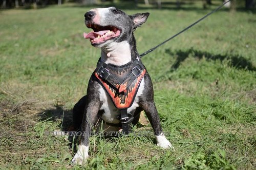 Bemaltes Bullterrier Hundegeschirr