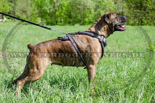 Boxer Geschirr handbemalt kaufen