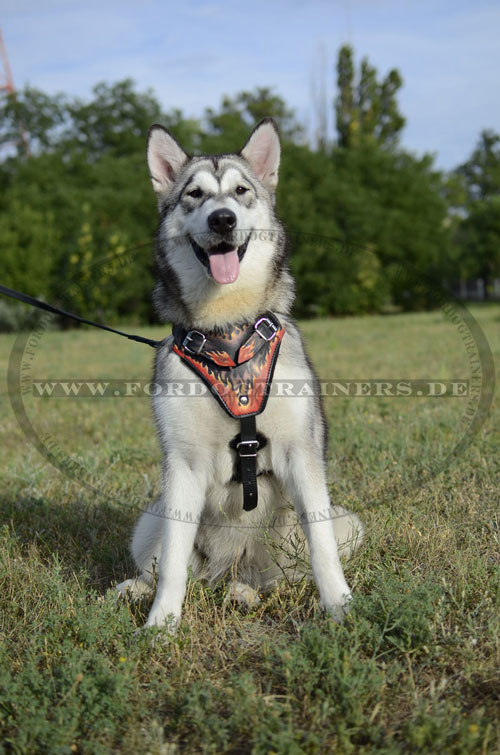 Alaskan Malamute Geschirr mit Flammenstil