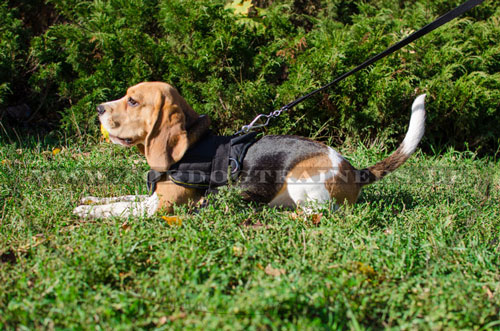 Beagle Nylongeschirr mit Griff