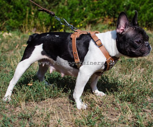 Hundegeschirr Französische Bulldogge mit Pyramiden