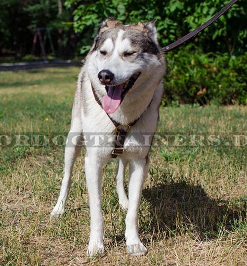 Hundegeschirr für Laika Erziehung