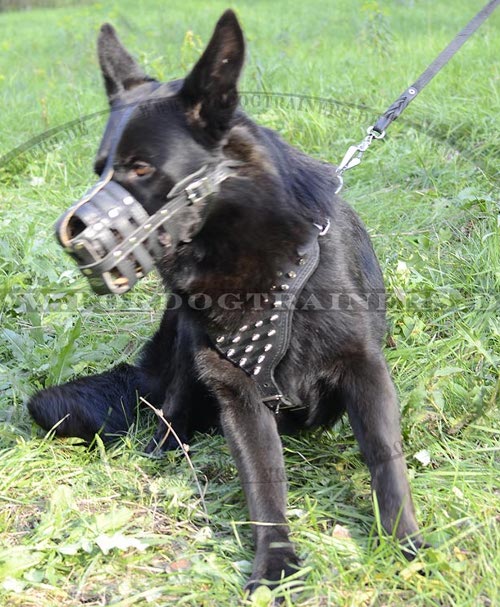 Hundegeschirr fuer Schäferhund-Training