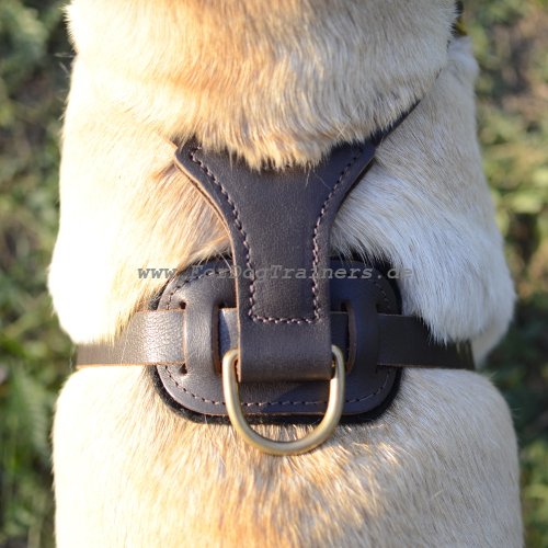 leather dog harness for Labrador Retriever