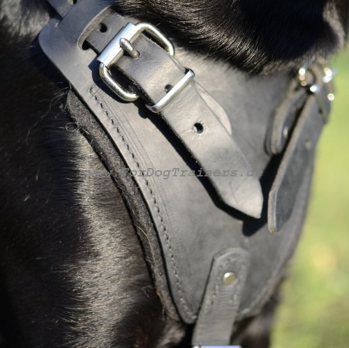 dog harness leather for Retriever in black