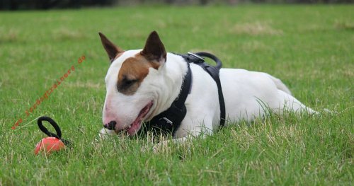 Bullterrier Geschirr aus Leder mit Handschlaufe