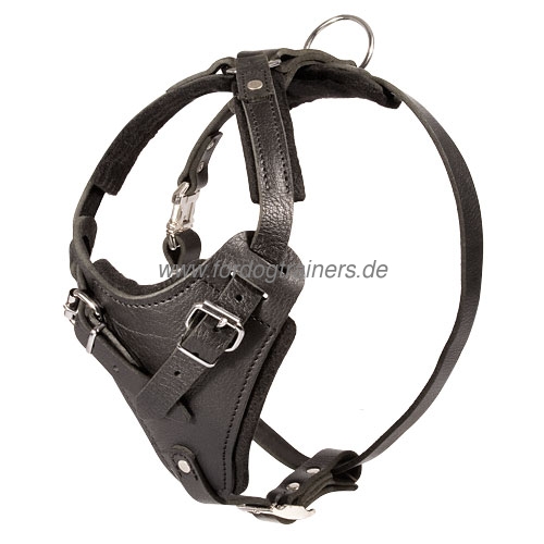padded dog harness leather