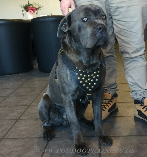 Cane Corso Brustgeschirr mit Nieten