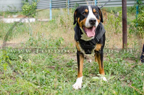 Hundegeschirr aus starkem Nylon