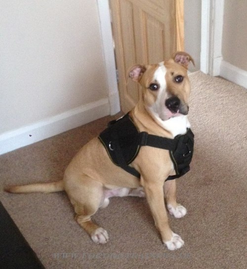 K9 Dog Harness of Nylon für Pit Bull